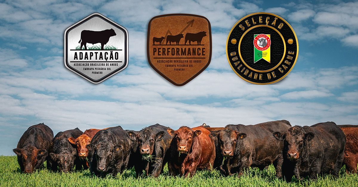 Angus lançará novos selos de seleção na Expointer 2022