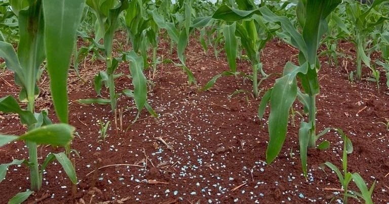Novo fertilizante mineral misto fornece boro com fonte de liberação gradual e rápida
