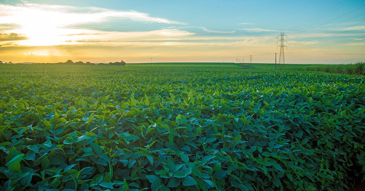 Syngenta registra nova molécula capaz de beneficiar mais de 30 cultivos de forma simples e poderosa