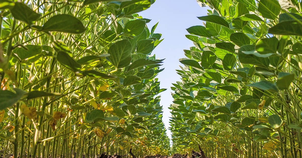 Novo herbicida para o manejo de plantas daninhas resistentes no Brasil