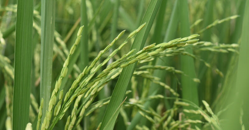 BASF reforça a importância do Sistema Provisia® durante o Congresso Brasileiro de Arroz Irrigado 