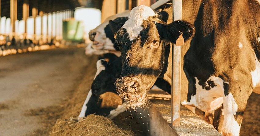 Investimento em saúde e bem-estar animal é a chave para a produção de proteínas mais sustentáveis