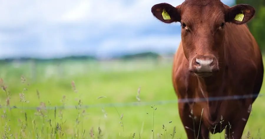 BASF reforça a importância da silagem para a pecuária