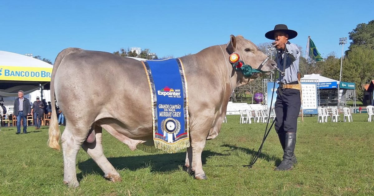 Grande Campeão da raça Murray Grey na Expointer é do Noroeste gaúcho