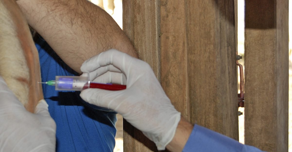 Processo de diagnósticos aumenta produtividade, inibe problemas sanitários e antecipa resultados de prenhez