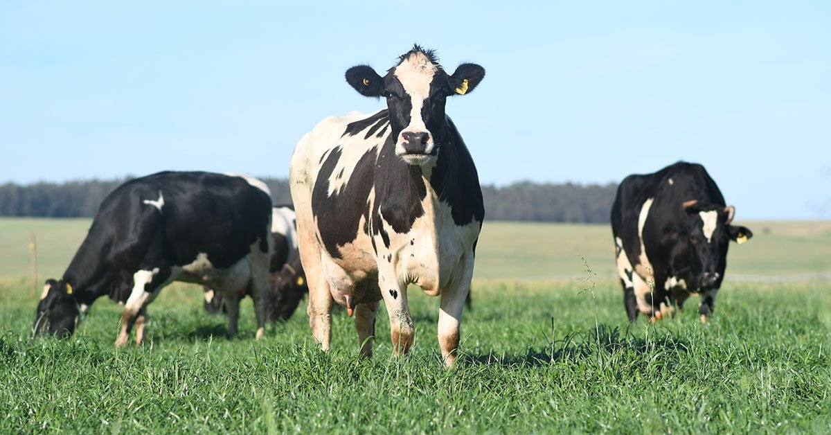1º Prêmio de Referência Leiteira será entregue na Expointer