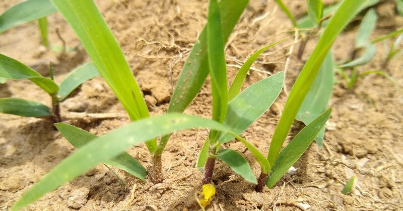 Forrageiras bem semeadas produzem mais, gerando maior rentabilidade e produtividade no campo