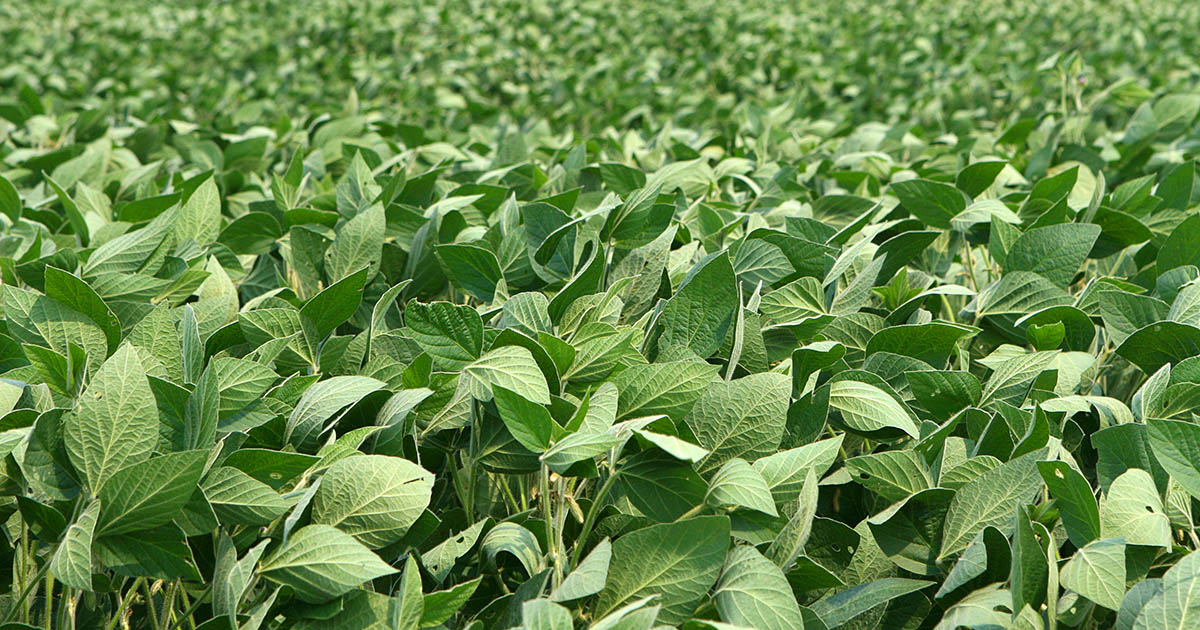 Gênica lança solução que otimiza o uso fertilizantes