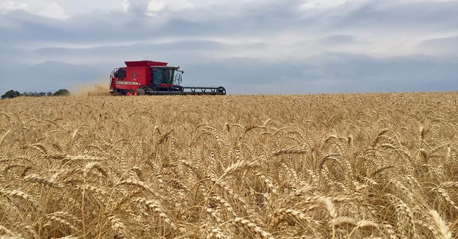 Adoção de boas práticas pode aumentar produção de trigo em 1,5 milhão de toneladas no Brasil