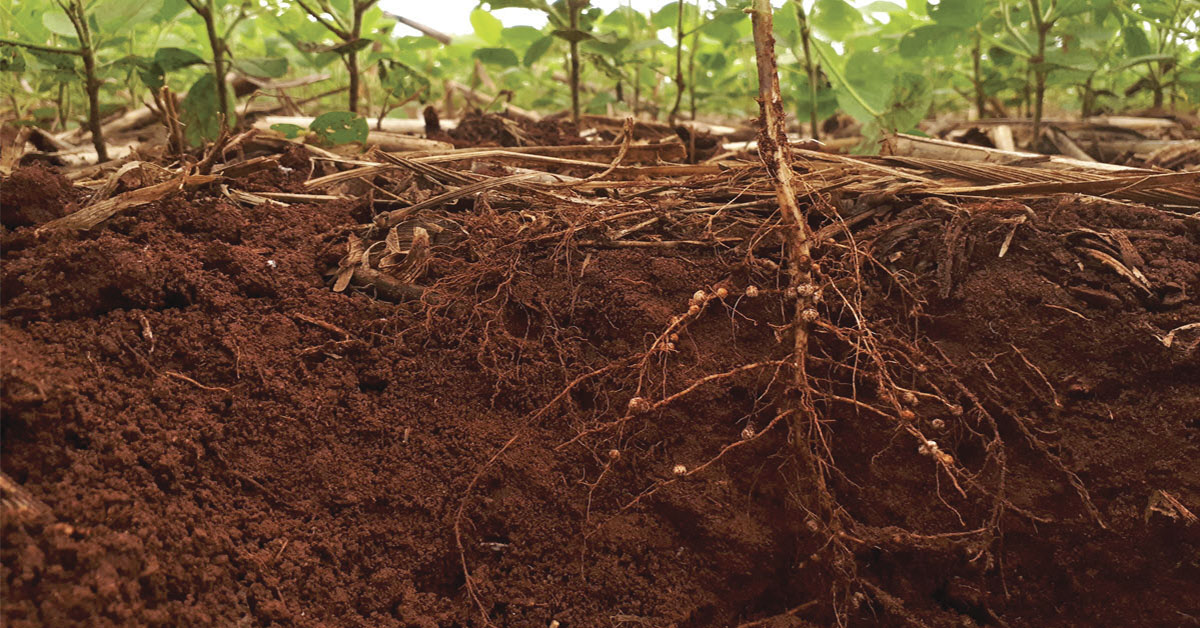 Levantamento inédito prevê prejuízo de até R$ 870 bilhões em menos de 10 anos com danos causados por nematoides