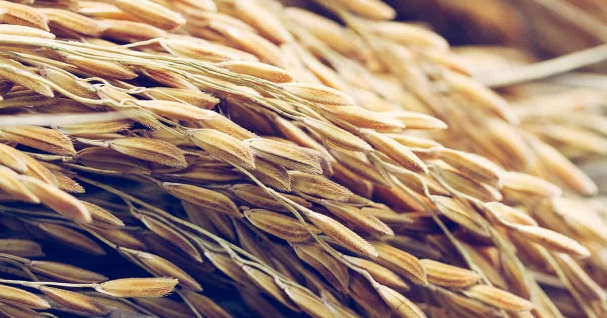 Lavouras de arroz podem duplicar produtividade com nutrição equilibrada