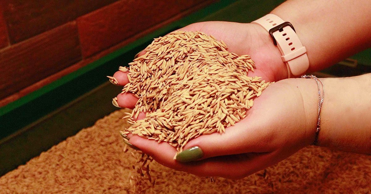 Início da plantação de arroz traz boas expectativas para a indústria