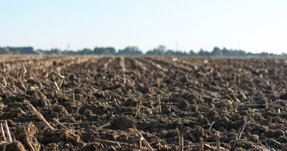 Novozymes lança solução para auxiliar a soja na absorção de nutriente do solo