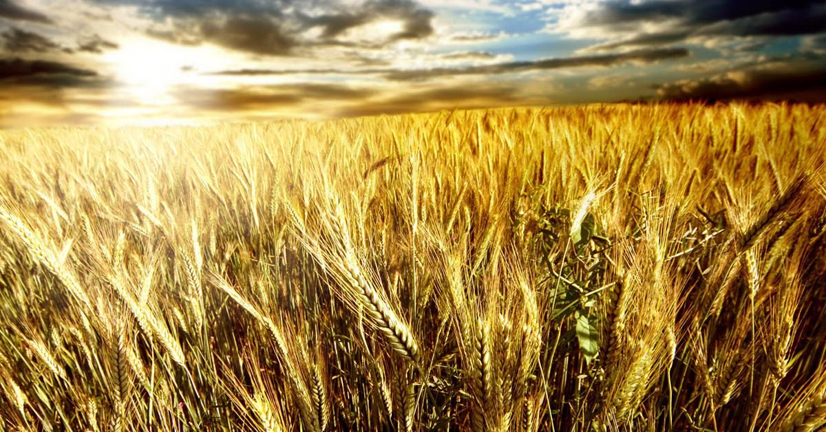 Atual cenário geopolítico e do mercado mundial de trigo serão discutidos durante Congresso da Abitrigo