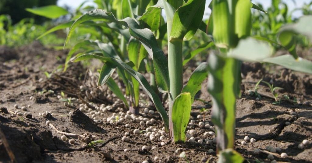 Estudos apontam que fertilização equilibrada a base de nitrato pode aumentar produtividade e reduzir emissões de gases de efeito estufa