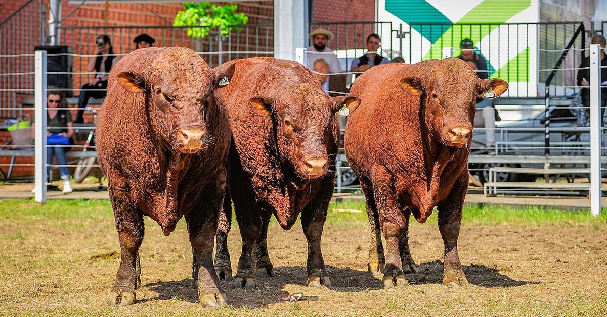 Cabanha de São Gabriel vence campeonato de machos e fêmeas Devon rústicos na Expointer 2022