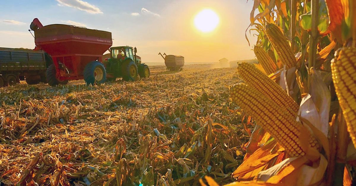 Secretaria de Agricultura alerta sobre o manejo e a prevenção dos enfezamentos e das viroses do milho