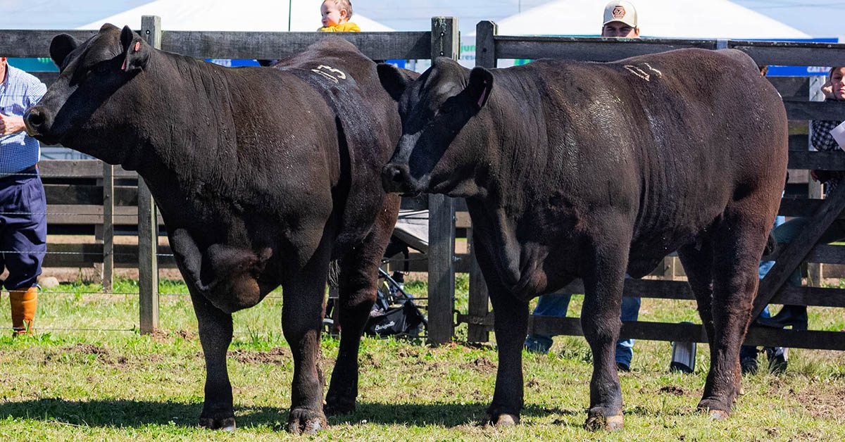 Rincon del Sarandy, Commar BR e Rancho 16 vencem nos rústicos Ultrablack na Expointer