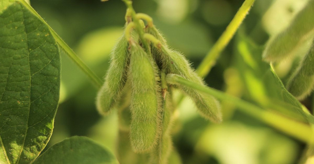 Influência da Luminosidade nas plantas