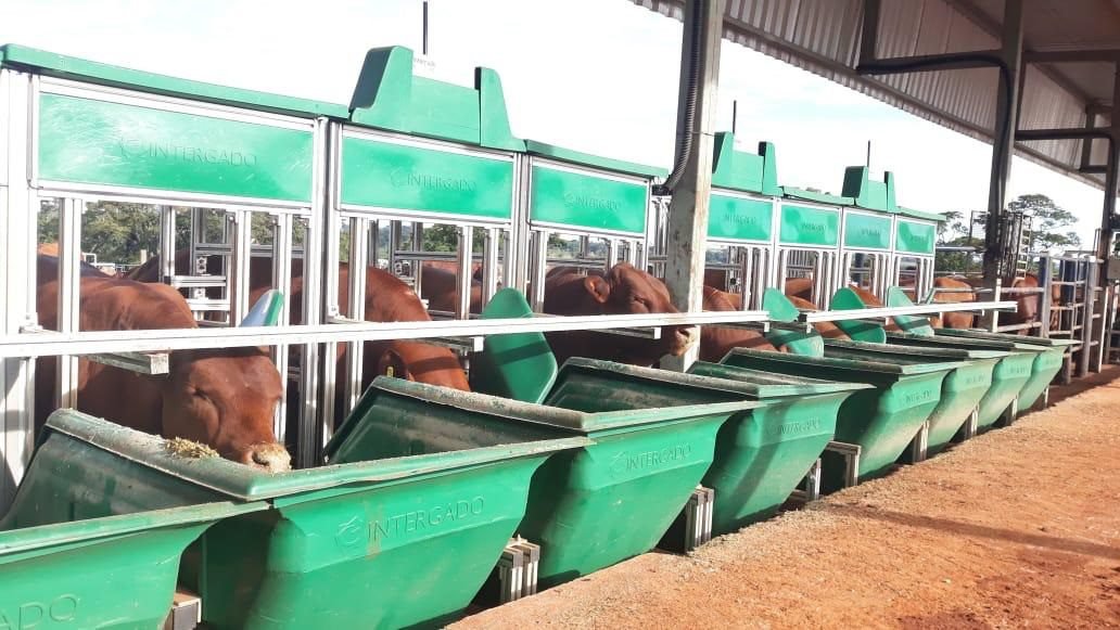 Encontro abordará oportunidades de mercado para os criadores de genética eficiente