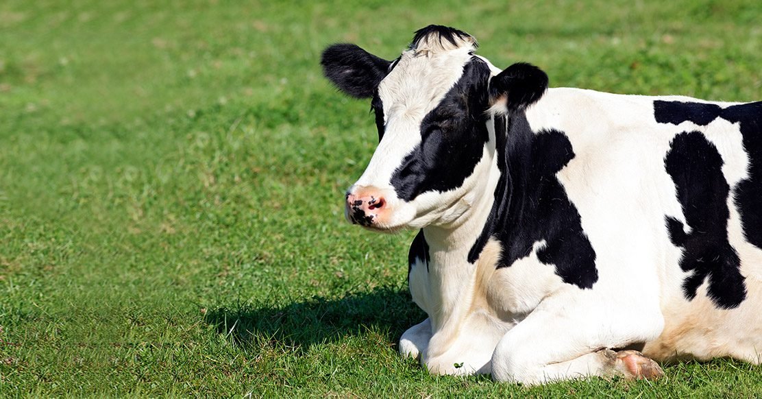 Enzimas exógenas: uma solução importante para nutrição de vacas leiteiras