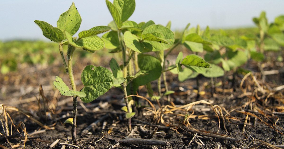 O que é Agricultura Regenerativa e como ela pode ser boa para os negócios