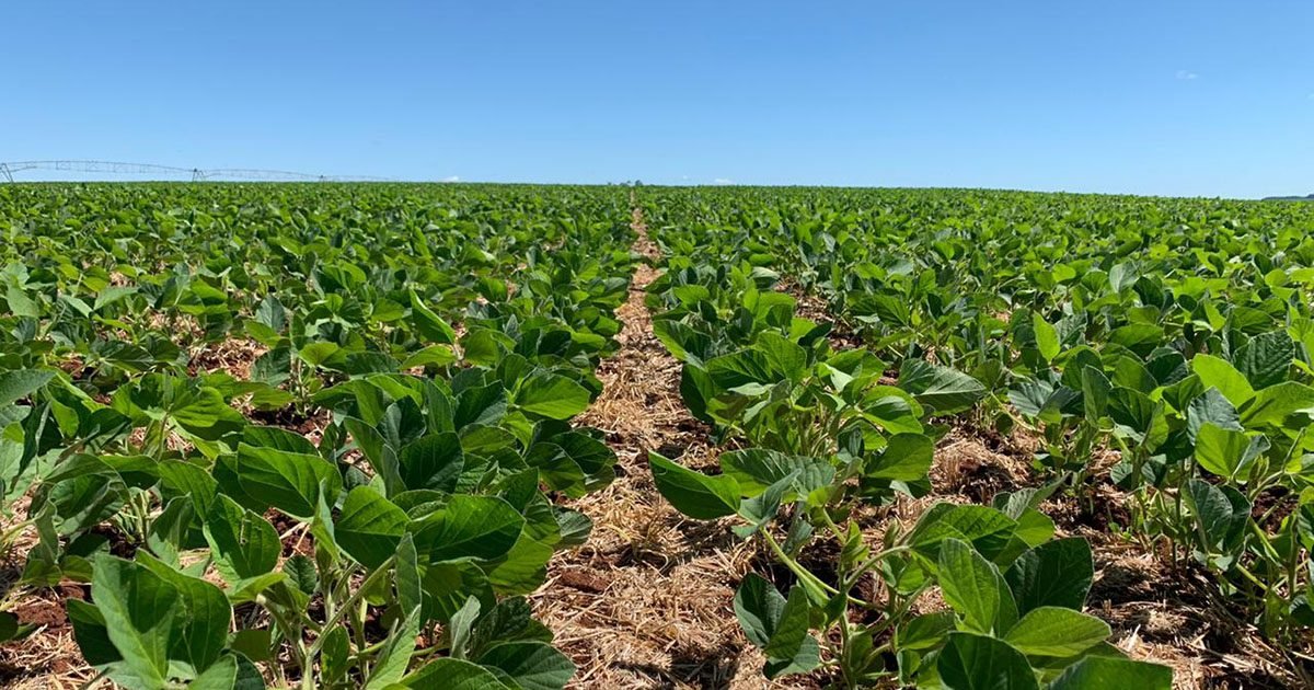 Lançamento de novas variedades de sementes amplia oportunidades de ganhos ao sojicultor