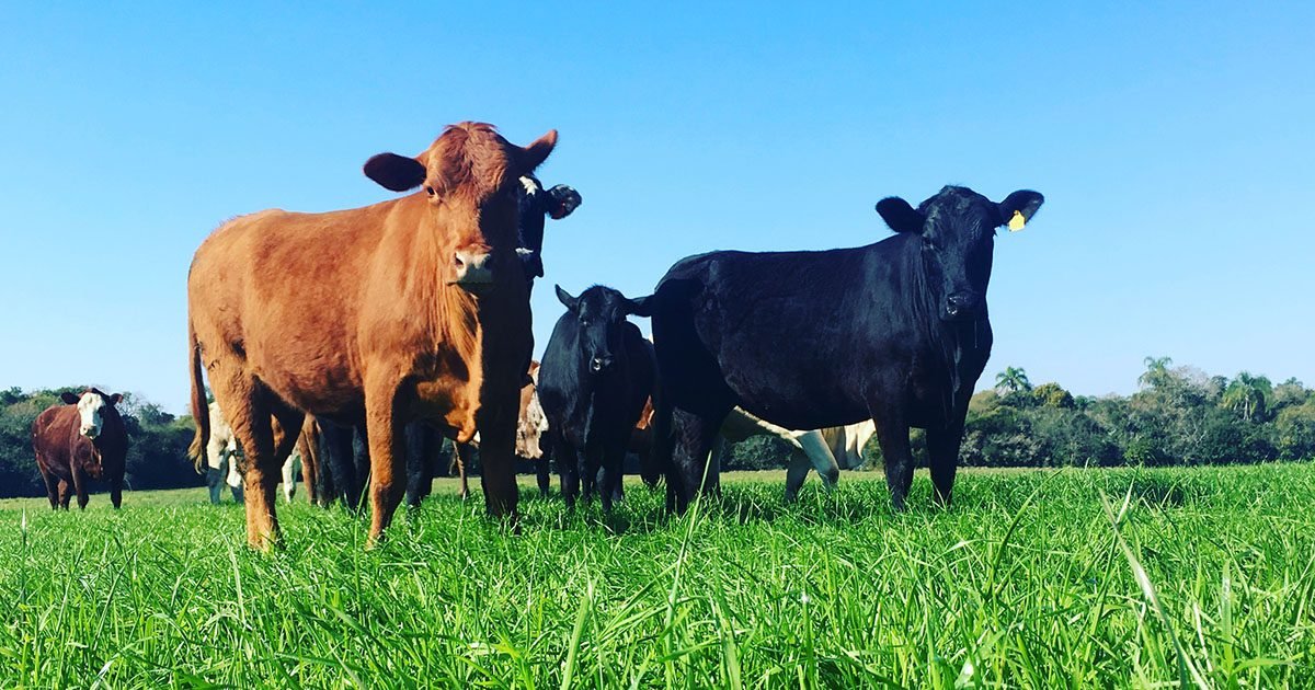 Como atingir maior desempenho animal em pastagens por meio do uso e manejo adequado de forrageiras híbridas