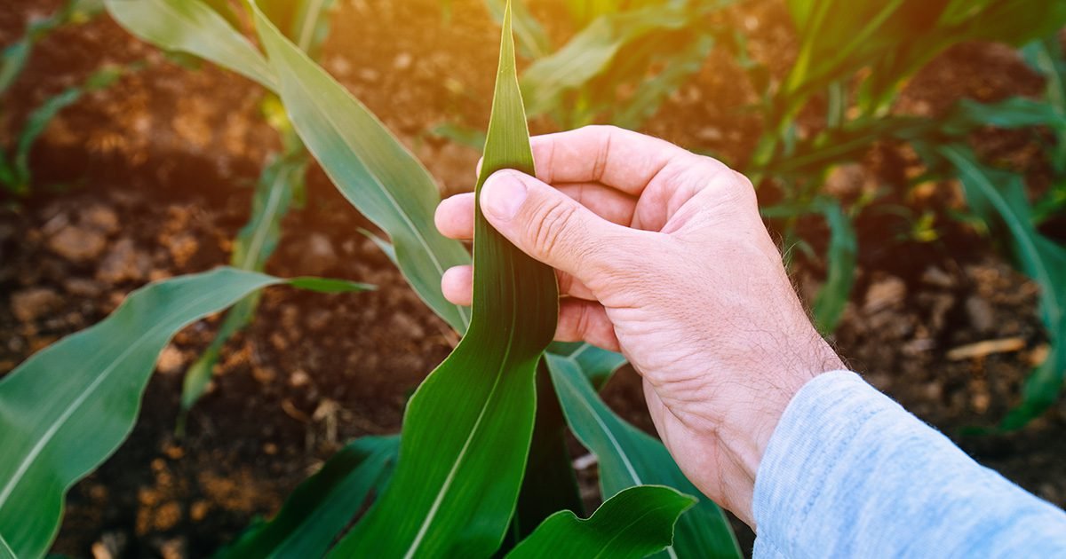 Manejo biológico desponta como prática fundamental para garantir maior eficiência nutricional as culturas