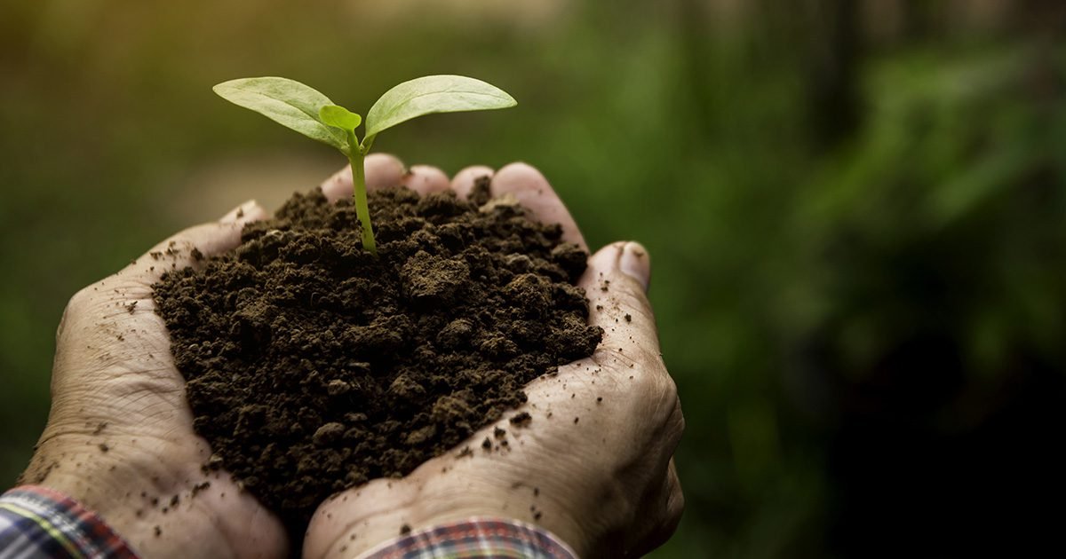 Curso orienta como usar os micro-organismos na fertilidade do solo