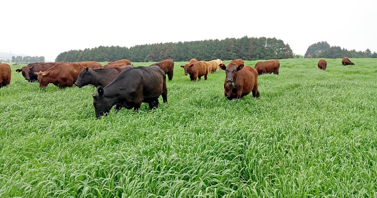 Ubyfol anuncia expansão para o mercado de pastagem