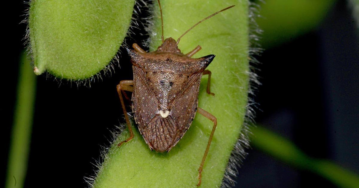 Manejo de percevejos no sistema produtivo soja-milho é tema de curso no Congresso de Milho e Sorgo