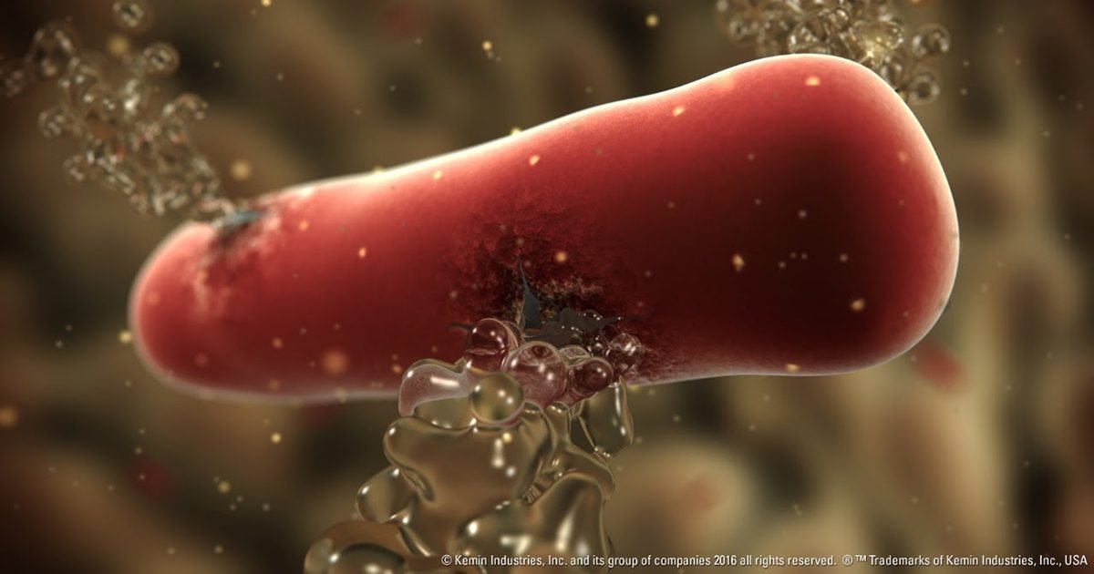 Rastreabilidade garante segurança para produtores e quantia adequada de ingredientes no premix