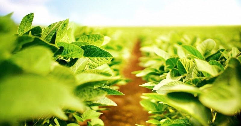 Área de refúgio em soja registra altos patamares de produtividade em diferentes regiões do Brasil
