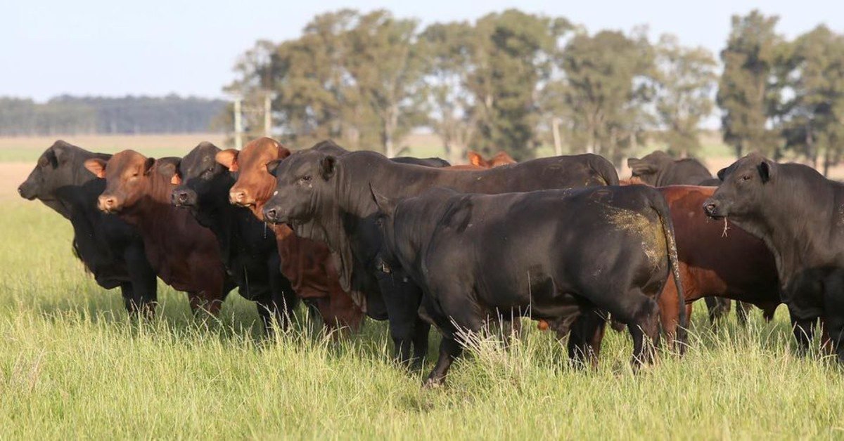Cabanha Basca ofertará 37 touros Angus e lotes de ventres, novilhas e terneiras
