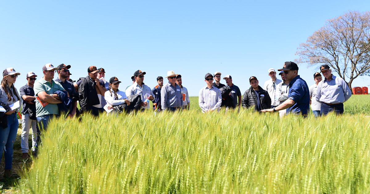 Trigos com maior rendimento e estabilidade são pauta de dia de campo