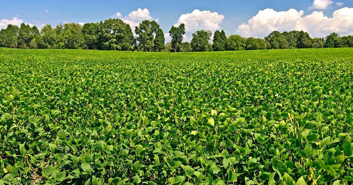 Adubação em prol da produtividade