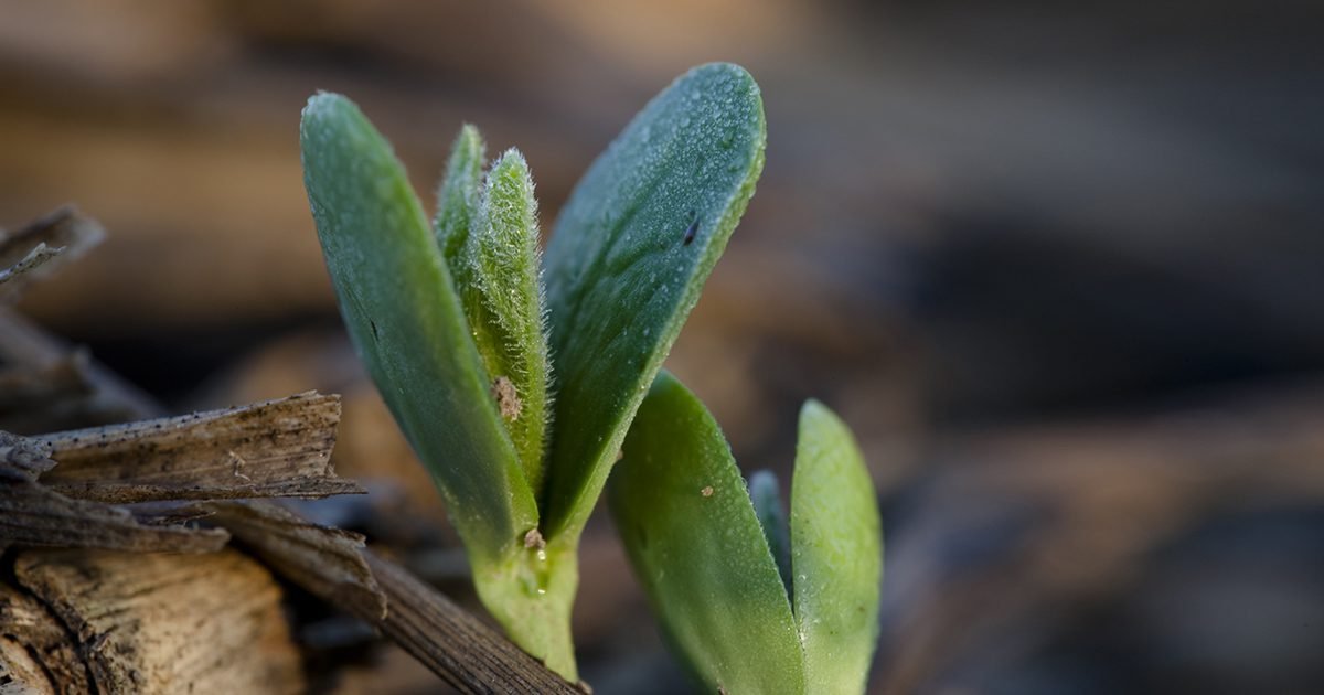 Como atender à crescente demanda por alimentos seguros e saudáveis? 