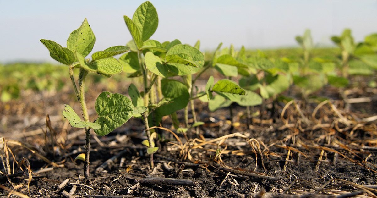 Como o aumento da biodiversidade do solo gera impactos na indução de resistência vegetal e na supressão de pragas e doenças?