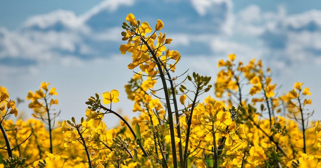 Novo catalisador CircleStar™ da BASF diminui a pegada de CO2 na cadeia de valor do bioetileno