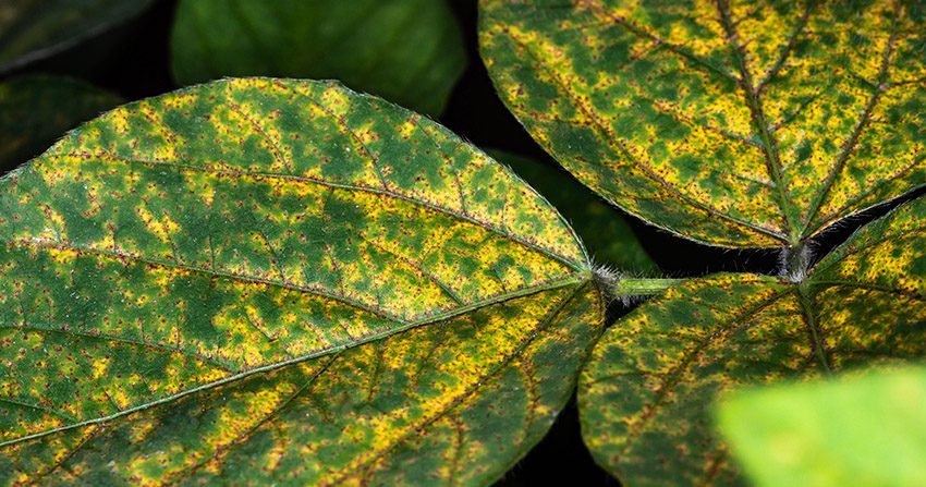 Dicas sobre como identificar e prevenir problemas comuns em plantações de soja