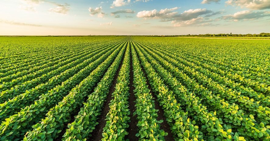 IHARA lança inseticida inovador, com poder supremo contra percevejos nas culturas da soja e milho