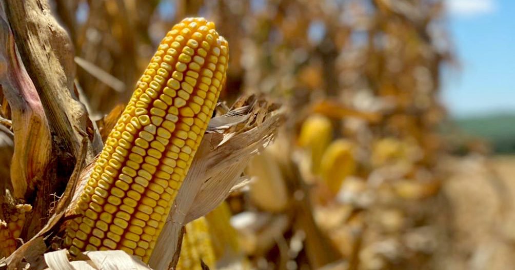 Mercado do milho encontra sustentação pela frente
