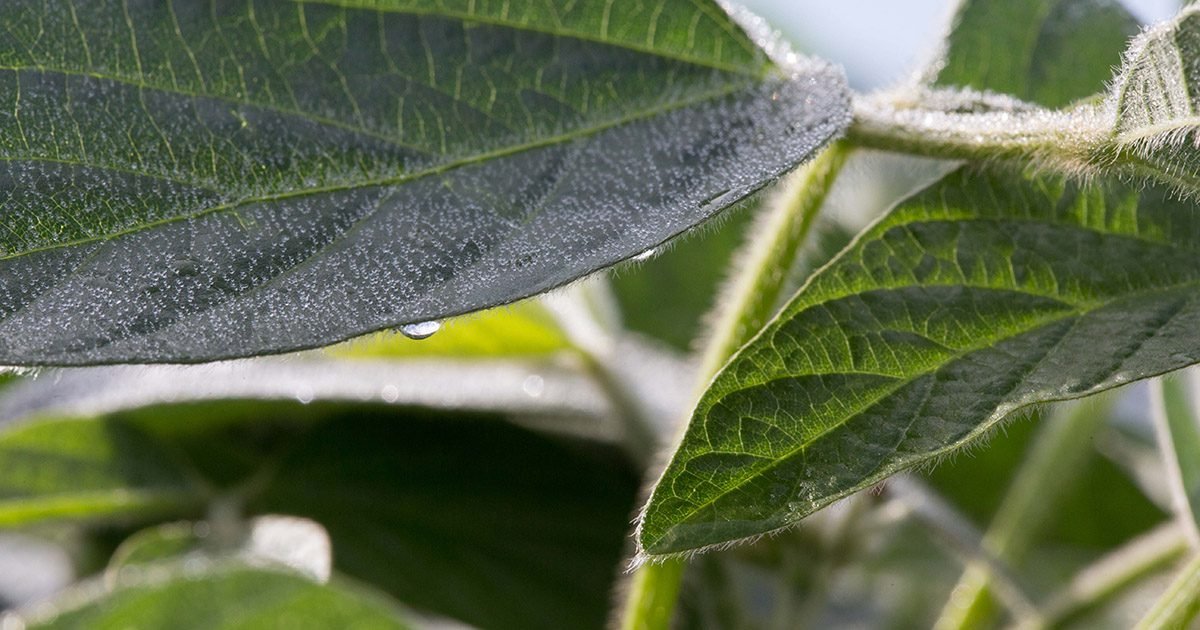 Nova linha de produtos nutricionais da Nutrien impulsiona o desenvolvimento da lavoura