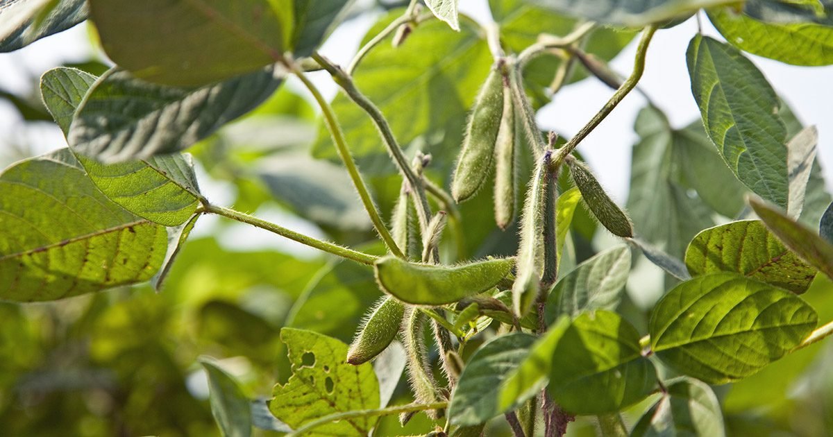 Tecnologia beneficia processos de hibridação de plantas em melhoramento genético 