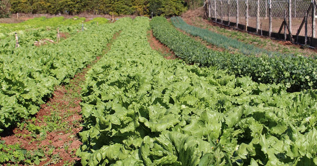 Fertilizante orgânico contribui com a diminuição do preço dos alimentos