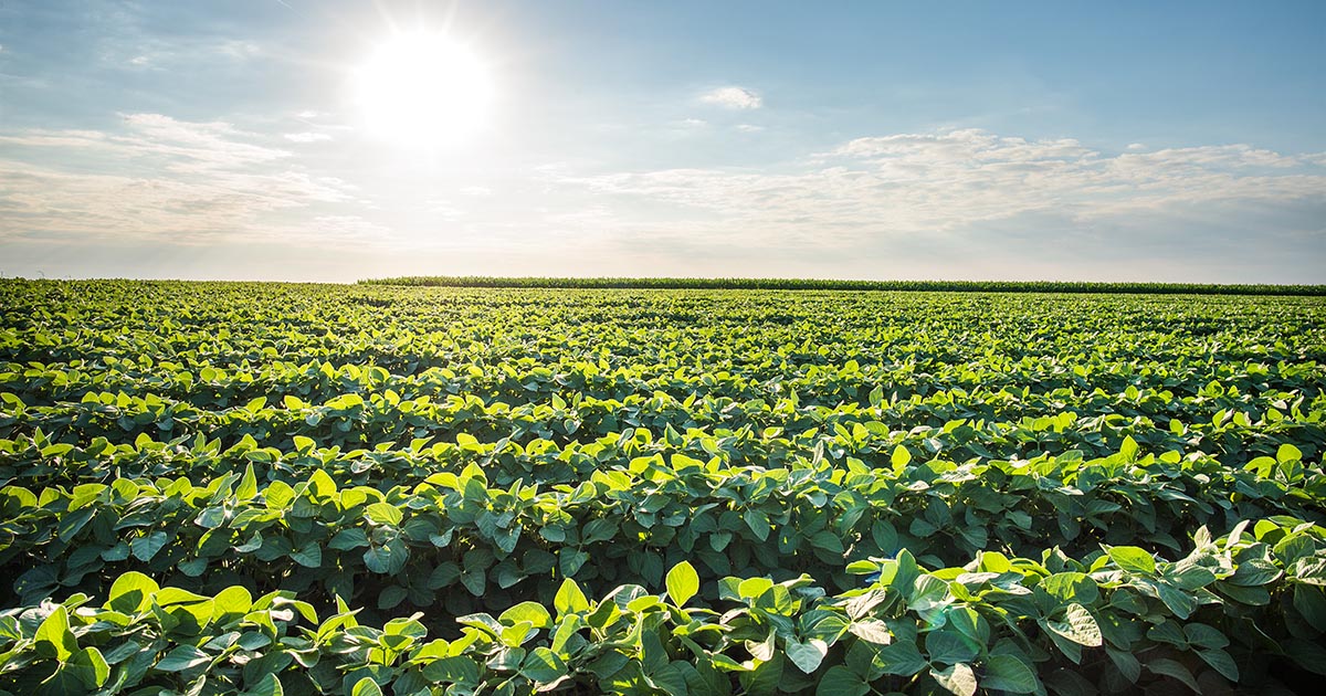 Fórmulas de fertilizantes sem enchimento geram lavouras mais produtivas