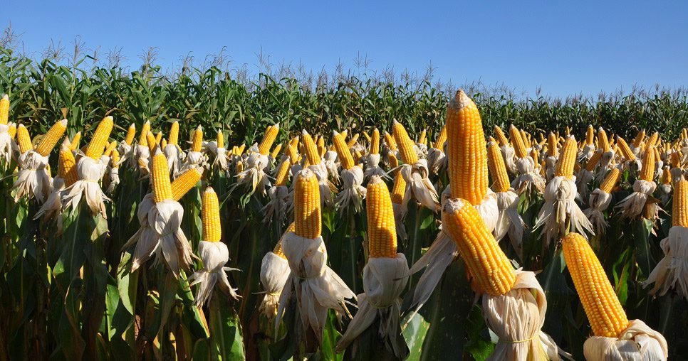 Bioinsumo pode reduzir em 25% o nitrogênio usado na adubação de cobertura do milho