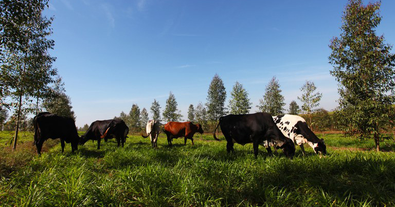 Brasil apresenta seu modelo de agricultura sustentável na COP 27