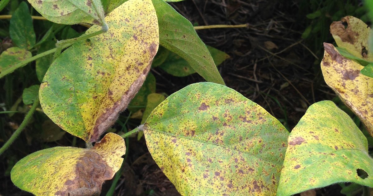 Primeiros focos de ferrugem da soja em lavoura comercial são identificados no Paraná